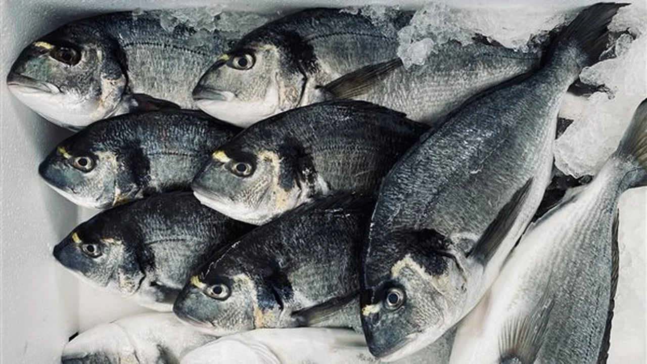 أسعار السمك ترتفع اليوم الخميس 27-11-2025 وتأثيرها على سلة غذاء المواطن